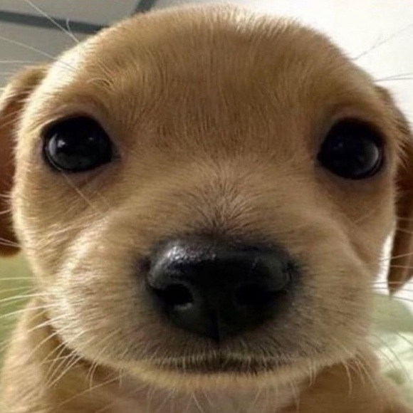 Meet your Posher, Kyle - Picture 1 of 1